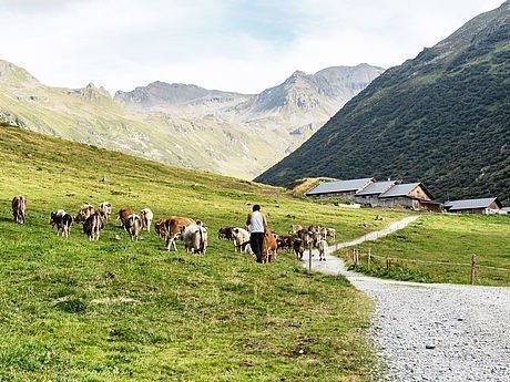 Kühe auf den Bergwiesen